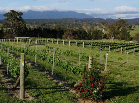 Rusty Fig Wines - VIC Tourism 2
