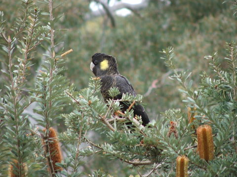 Sinclair's Gully - VIC Tourism 2