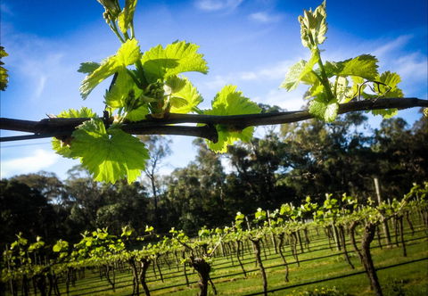 Michael Unwin Wines - VIC Tourism 1