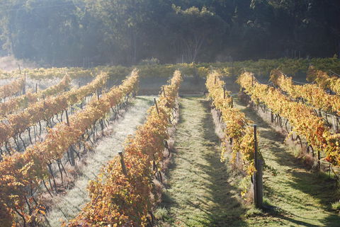Twisted Gum Wines - VIC Tourism 1