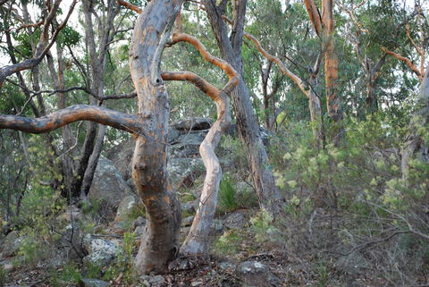 Twisted Gum Wines - VIC Tourism 2