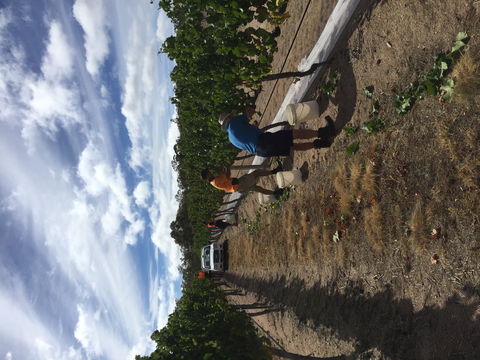 Tobin Wines - VIC Tourism 1