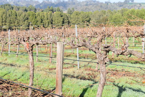 Paisley Wines - VIC Tourism 2