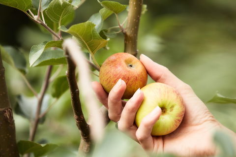 St Ronan's Cider - VIC Tourism 0