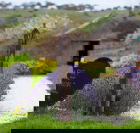 Hart of the Barossa - VIC Tourism