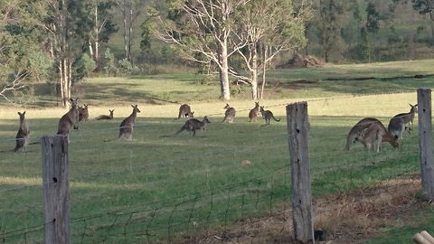Mistletoe Winery - VIC Tourism 1