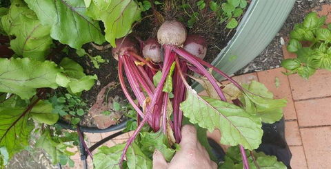 Restaurant Botanica - VIC Tourism 8