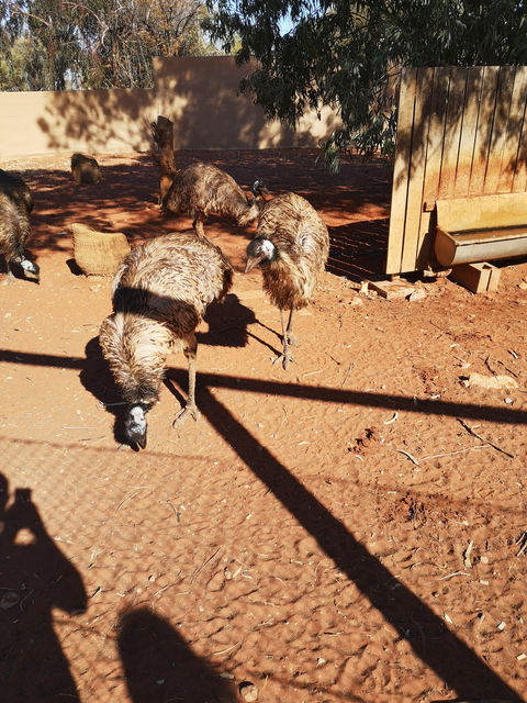 Erldunda Roadhouse - VIC Tourism 1