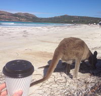Lucky Bean - VIC Tourism