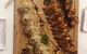 Sushi Arasi - thumb 1
