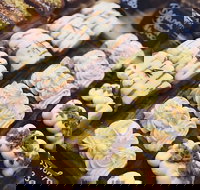 Butcher Baker Coffeemaker - VIC Tourism