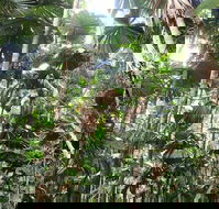 Spirits of Daintree - VIC Tourism