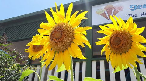 Numinbah Valley Fudge - VIC Tourism 0