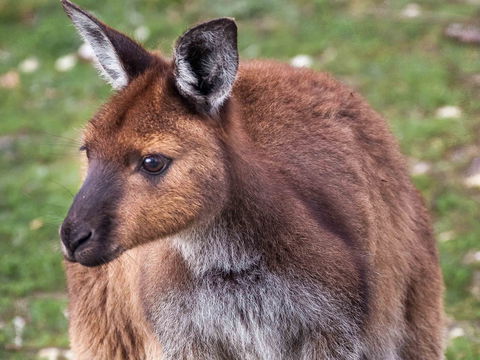 Mercure Kangaroo Island Lodge - VIC Tourism 15