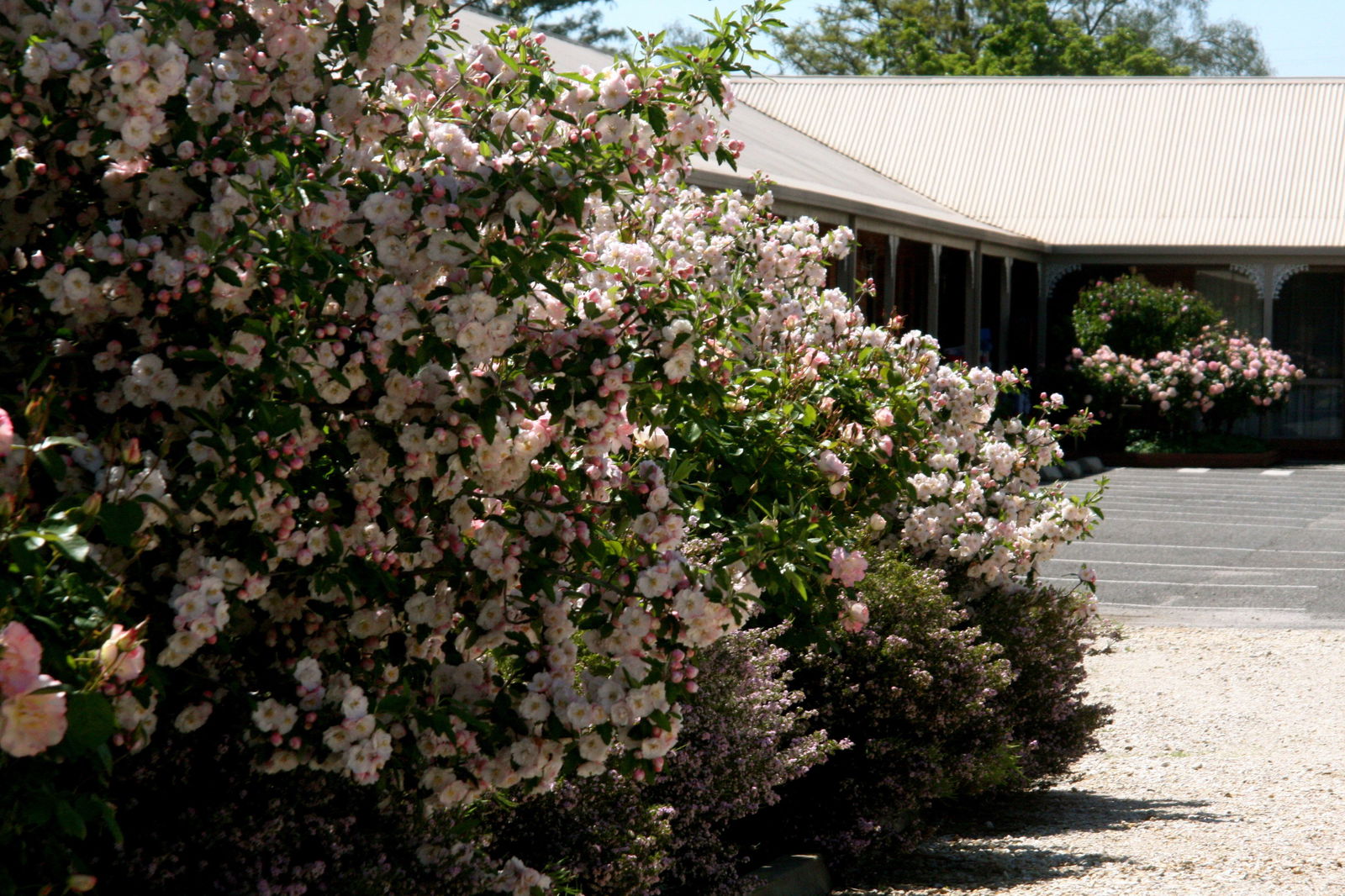 Boorhaman North VIC VIC Tourism