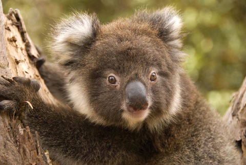 Kangaroo Island Seafront - VIC Tourism 39