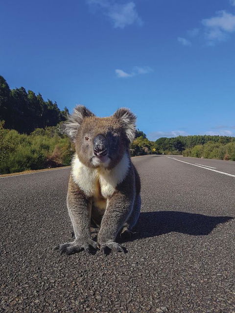 Kangaroo Island Seafront - VIC Tourism 14