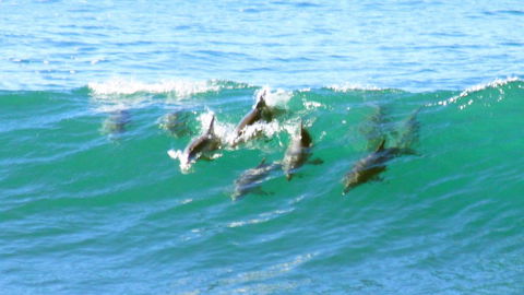 Mollymook Beach Waterfront - VIC Tourism 4