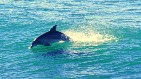 Mollymook Beach Waterfront - VIC Tourism 22