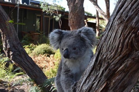 Kangaroo Island Wilderness Retreat - VIC Tourism 6