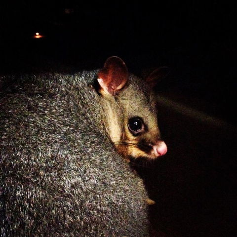 Kangaroo Island Wilderness Retreat - VIC Tourism 36