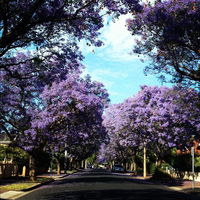 Book Wayville Accommodation Vacations VIC Tourism VIC Tourism