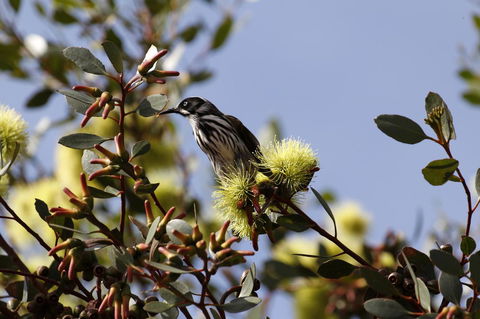 Cape Jervis Holiday Units - VIC Tourism 9