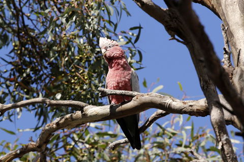 Cape Jervis Holiday Units - VIC Tourism 5
