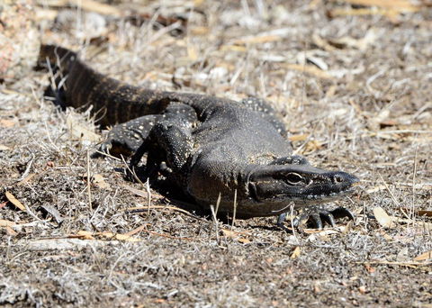 Sea Dragon Kangaroo Island - VIC Tourism 24