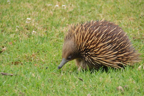 SkyView Villa - VIC Tourism 26