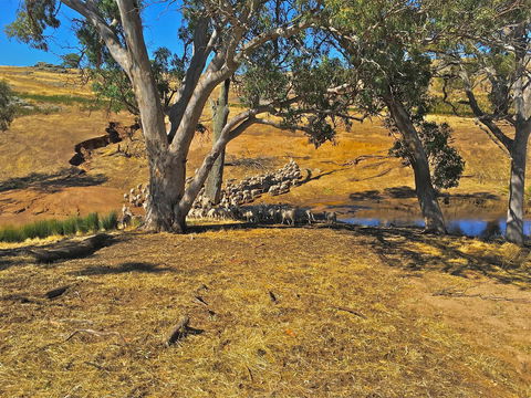 Rabbiters Hut - VIC Tourism 22