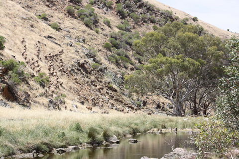 Rabbiters Hut - VIC Tourism 29