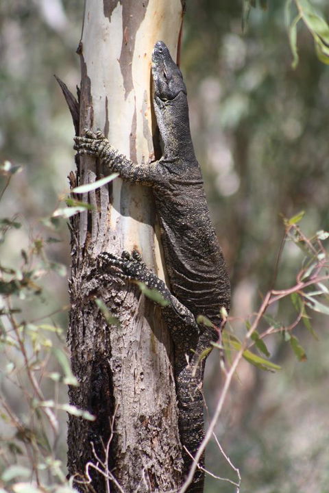 Rabbiters Hut - VIC Tourism 30