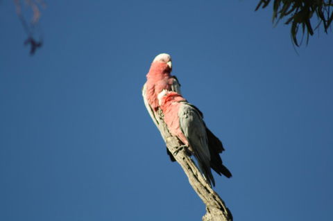 Rabbiters Hut - VIC Tourism 27