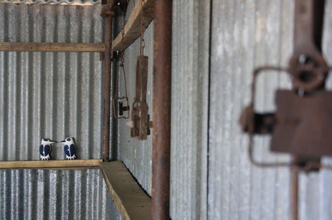 Rabbiters Hut - VIC Tourism 11