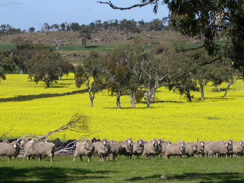 Rabbiters Hut - VIC Tourism 16
