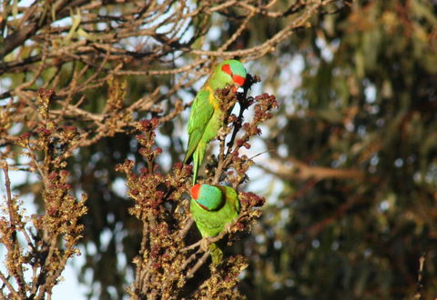 Rabbiters Hut - VIC Tourism 32