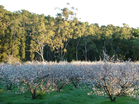 Taralee Orchards - VIC Tourism 5