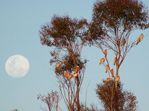 Burra Motor Inn - VIC Tourism 28