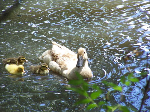 Burra Motor Inn - VIC Tourism 27