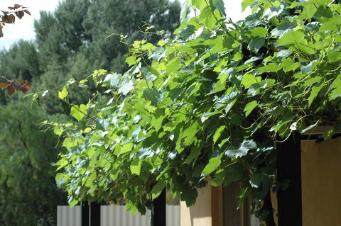 Burra Motor Inn - VIC Tourism 14