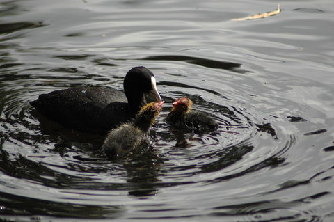 Burra Motor Inn - VIC Tourism 26