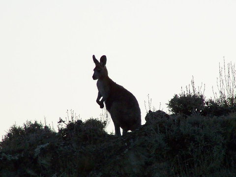 Burra Motor Inn - VIC Tourism 37