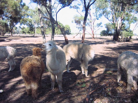 Linger Longer Vineyard - VIC Tourism 20