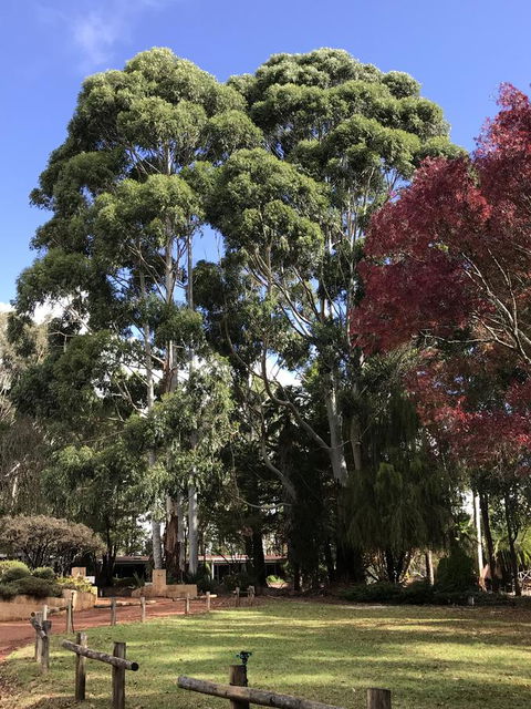 Forest Lodge Resort - VIC Tourism 15