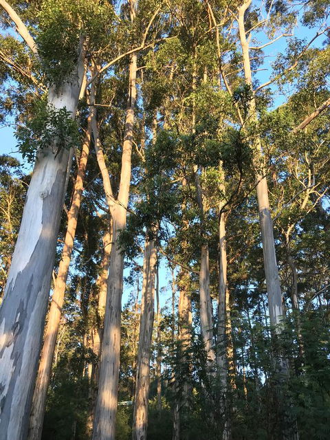 Forest Lodge Resort - VIC Tourism 37