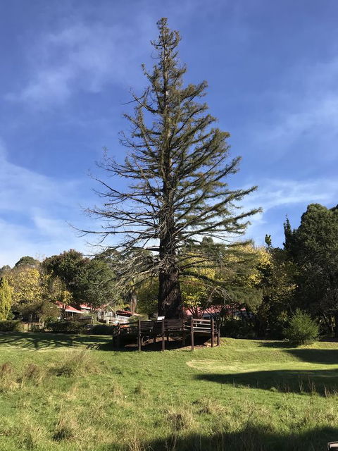 Forest Lodge Resort - VIC Tourism 38
