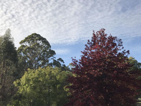 Forest Lodge Resort - VIC Tourism 39