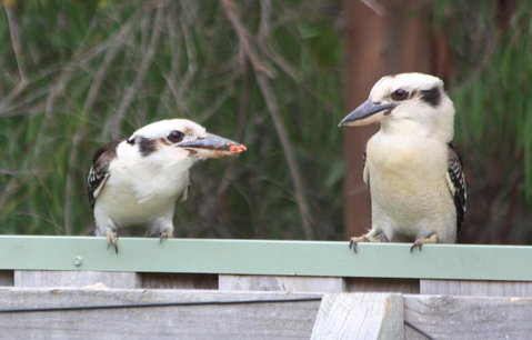 Riverview Tourist Park - VIC Tourism 27