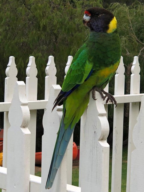 Riverview Tourist Park - VIC Tourism 20